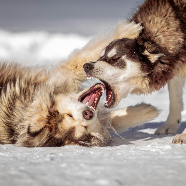 Surmonter la peur des chiens et retrouver la sérénité